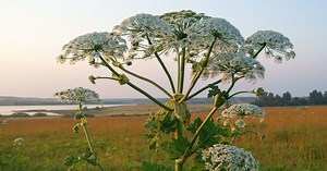 Everything you need to know about toxic giant hogweed
