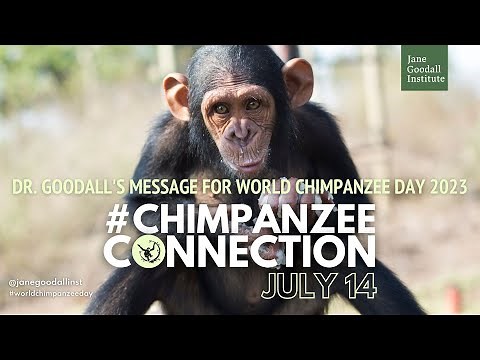 Dr. Jane Goodall's Message for World Chimpanzee Day | 2023