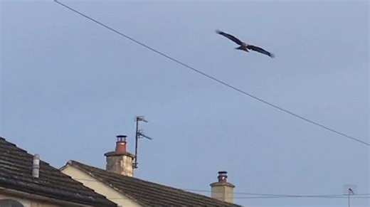 近距离看着赤鸢飞行，是一种视觉享受