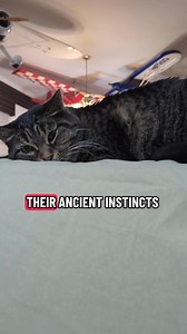 Why cat's cry at night #fbreelsviral #followersreels #foryoupage #fyp #catlovers #petslover | Pepper Wolf