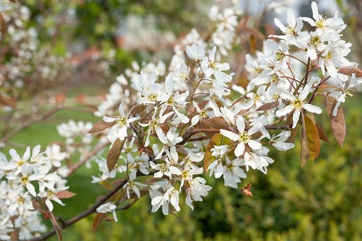 Amélanchier : le guide complet pour le planter et l'entretenir !