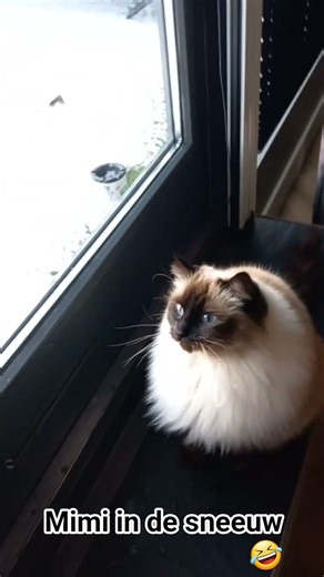 #funnycats mimi in de sneeuw 🤣