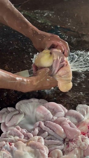 Cut and Clean Pig Intestine | Step-by-Step Preparation #butcherskills #pigintestine #porkcutting