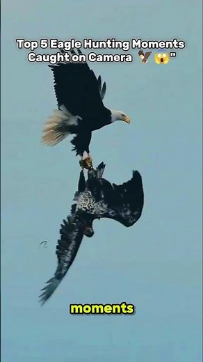🦅 Top 5 Most Incredible Eagle Hunting Moments Caught on Camera 😱🔥#animals #wildlife #facts