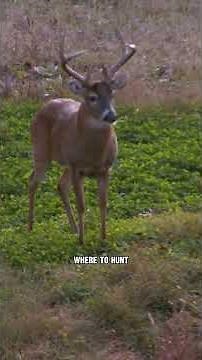 During the Pre-Rut Don't Hunt the Same Stand Over and Over