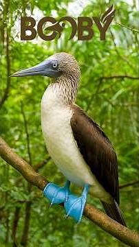 || Booby Facts || They Risk Death by Diving Headfirst at 60 Miles Per Hour! ||