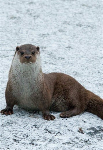Throwback to when we had snow here at the BWC❄️ Here is the process behind Keeper Matt’s photography!!! 📷 Always need to provide the treat tax for our animals to do their best poses 😂🐟 #britishwildlifecentre #visitsurrey #foryoupage #animalsofttiktok #zookeepersoftiktok