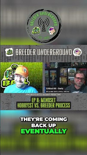 Day trading ball pythons