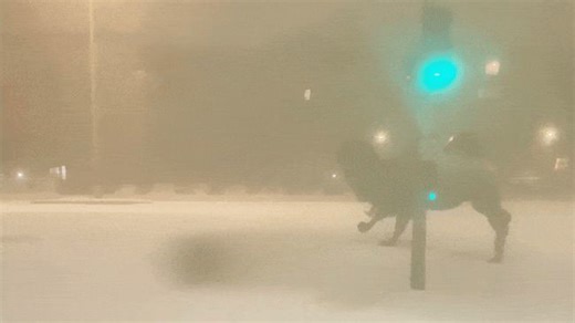 Circus camels attempt great escape during snowstorm in France