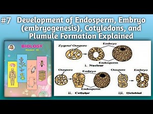 Development of Endosperm, Embryo, embryogenesis ,Cotyledons, and Plumule Formation Explained
