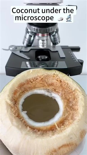 58K views · 57 reactions | Coconut under 400X is super cool!#underthemicroscope #microscope #science #reels #funny #pretty | Louise Stewart | Facebook