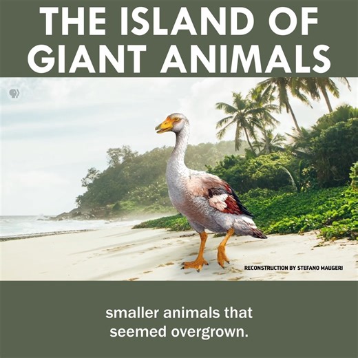 582K views · 7K reactions | The Island of Giant Animals! | Eons • PBS | Facebook