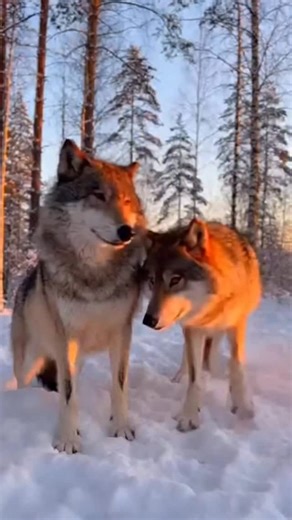 🥰❤️ Spread love not war • Wolves exhibit love through strong bonds with their mates and families, which often form monogamous breeding pairs that stay together for life. They show affection and loyalty through behaviors like grooming, muzzle licking, and tail-wagging, which reinforce their family ties and are crucial for cooperative living. These relationships help them maintain territory, hunt, and protect their young. . . . . . #wolves #animals #wildanimals #wildlife #winter #good #goodmornin
