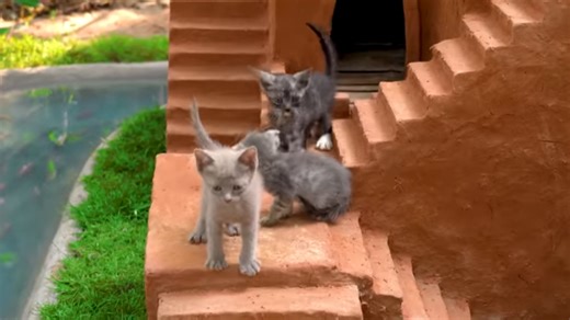 The poor abandoned cats had nothing, until a tiny castle was built just for them