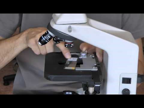 Il microscopio ottico: la struttura