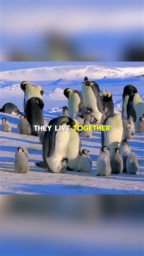 March of Death : Lone Penguin in Antarctica : Viral Animal Lore 💀 #shorts