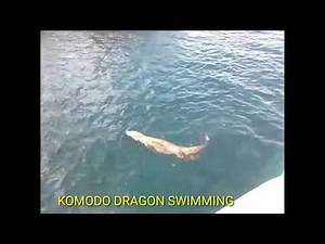 Komodo Dragon Swimming