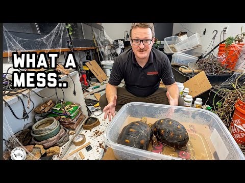 Cleaning My Reptile Room + Life Update