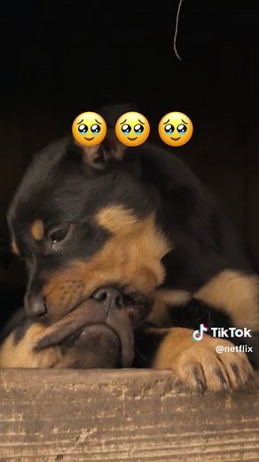 Aussie Dogs: Exploring Their Unique Behaviors and Traits