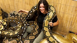 RETICULATED PYTHONS 🐍 are the largest snake in the world! Burmese pythons are the thickest, but reticulated pythons are known as the longest snakes in the world😮😮 They can get up to 25 feet long!! 👀 . . . . #beautiful #big #angry #giant #snake #new #huge #snakes #nature #wow #wildlife #fbpost #animals #animallovers #fun #wild #AmaZing #video #moment #facebook #cool #moments #eggs #fb #post #wildlife #fbvideo #wild #cool #babies #cute #colorful | The Reptile Zoo