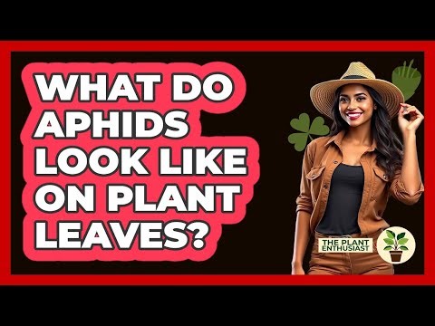 What Do Aphids Look Like On Plant Leaves?