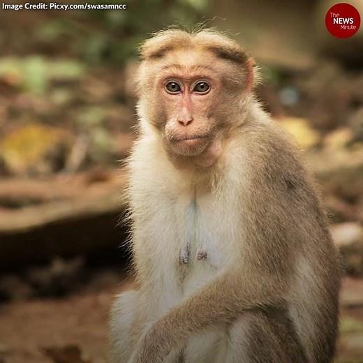 Karnataka forest officials rescue 60 monkeys caged for 3 days without food, water
