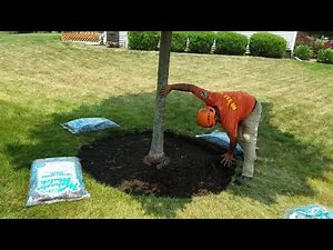Certified Arborists Exposing Root Flares and properly applying mulch