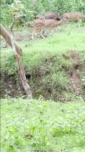 Tiger vs Deer – Incredible Hunting Moment#Tiger hunt #Wildlife video #Nature documentary #Animal