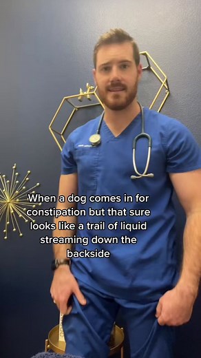 Understanding Dog Constipation and Straining Behavior