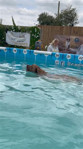 28K views · 1.5K reactions | Just 2 oldies enjoying their swim in our senior pool party, cane corso Rocky & Labrador Jackson 12 & 13 years old  | Canine Dip and Dive Maldon | Facebook