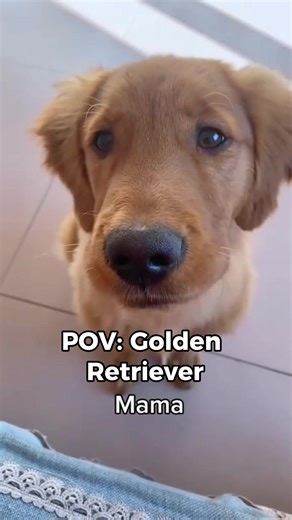 Adorable Golden Retriever Moments You Can't Miss