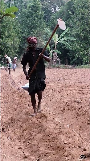 Organic tapioca Cultivation/2023 method of Organic Cassava Cultivation