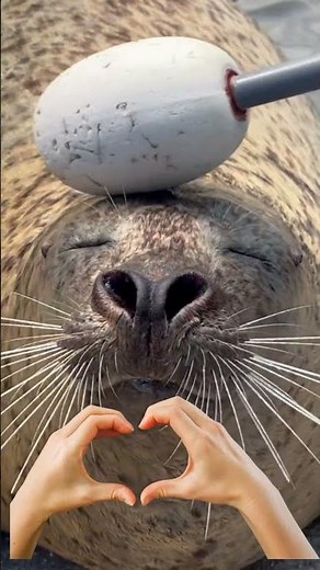 あなたの推し、見つかった？この動画を見たら、絶対に1頭は推しができます。#京都水族館 #アザラシCOOOOOOL! #お出かけ #夏休み #kyotoaquarium