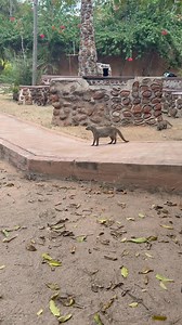 Banded Mongoose and youngster | The Buffalo Overlander