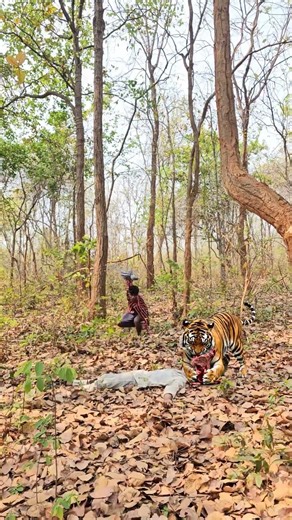 tiger attack on man jungle VFX funny #viral #tiger