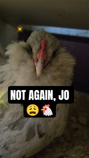 JO Is Trying to Go Broody AGAIN 😩🐔 | Absolutely Not #backyardchickens #broodychicken