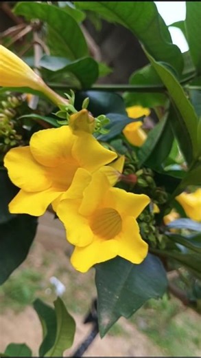 “Mix Flower Nature 🌼 | Beautiful Yellow Bloom in Nature | Relaxing Garden Vibes” #flowers #nature