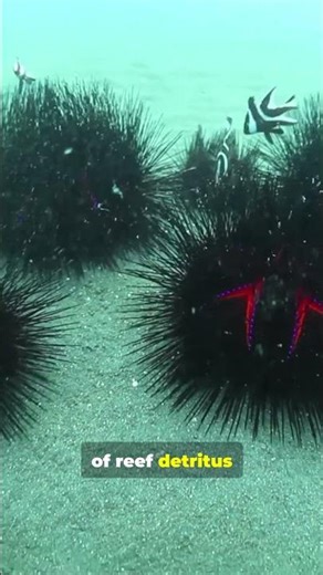 This Sea Urchin Has a Secret #ocean #animals #shorts