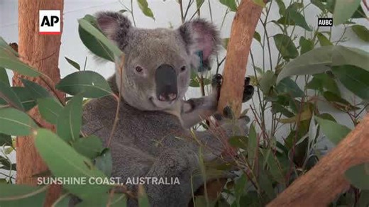 Saving koalas from chlamydia? New vaccine approved (AP Video)