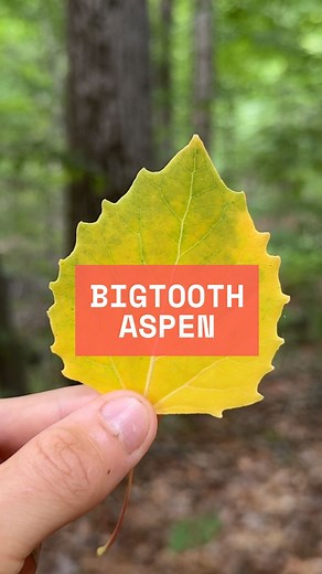 Here we observe bigtooth aspen (Populus grandidentata), a common, early successional species that is often found isolated, limbless, and even dead, in these maturing forests. . #tree #trees #plant #plants #forest #forestry #garden #gardening #horticulture #arborist | Levitreeschool