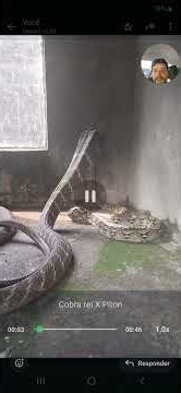 Cobra Rei VS Píton Reticulada #faunasilvestre #zoo #animals