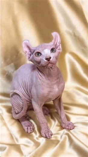 Elf Cat: Sphynx + American Curl = Pure Cuteness Overload!