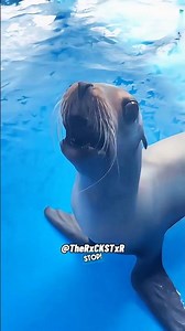 Seal Reacts to Fake Shark Attack!