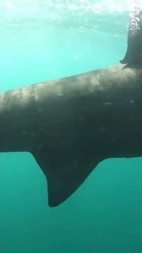 Can a Basking Sharks Eat a Human?
