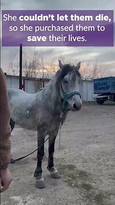 Horse and Goats Saved from Slaughter Truck in Ukraine