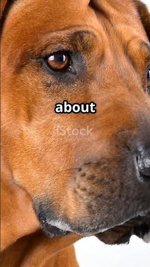 Rhodesian Ridgeback: The Lion Hunter!