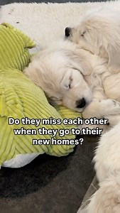 ❓Do they miss each other when they go to their new homes? ➡️It’s one of the most common questions I get. Puppies form strong bonds with their littermates—but they’re not like human siblings. ➡️When they leave, they don’t sit around missing each other. They don’t cry for their “bestie.” What they crave isn’t a memory… it’s clarity, comfort, and connection with their new family. ➡️So what helps a puppy feel truly safe? ✔️ A clear, predictable routine ✔️ Calm leadership and confidence ✔️ Bonding th