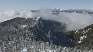 Free Forest Videos: 4K & HD | No Watermark | Download Now