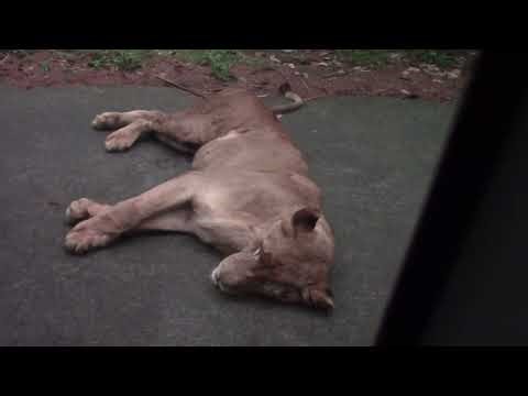 Days 8 - Taman Safari Park in Prigen - Semmens Family Indonesian Holiday