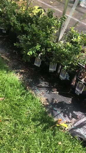 Blueberry Patch Step 2 Fencing #homestead #farm #growfood #chill #chicken #pestcontrol #blueberry #w